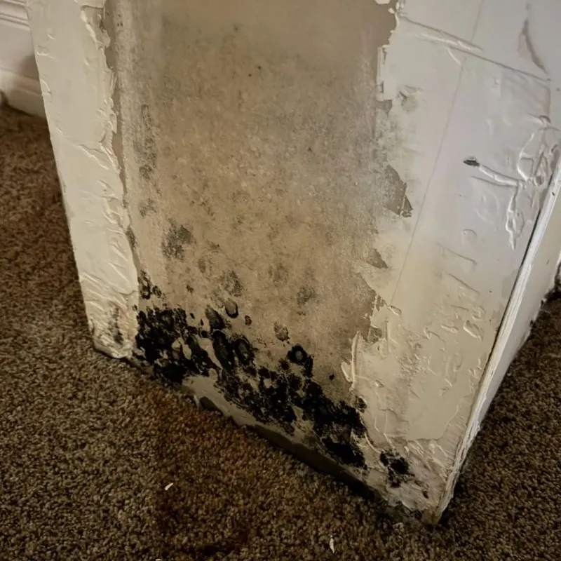 Professional Mold Removal in Ivanhoe, CA